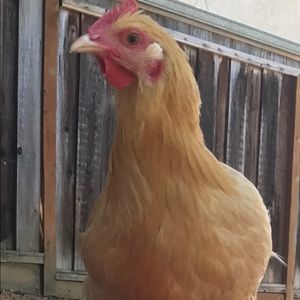 Meet your Posher, Laurie